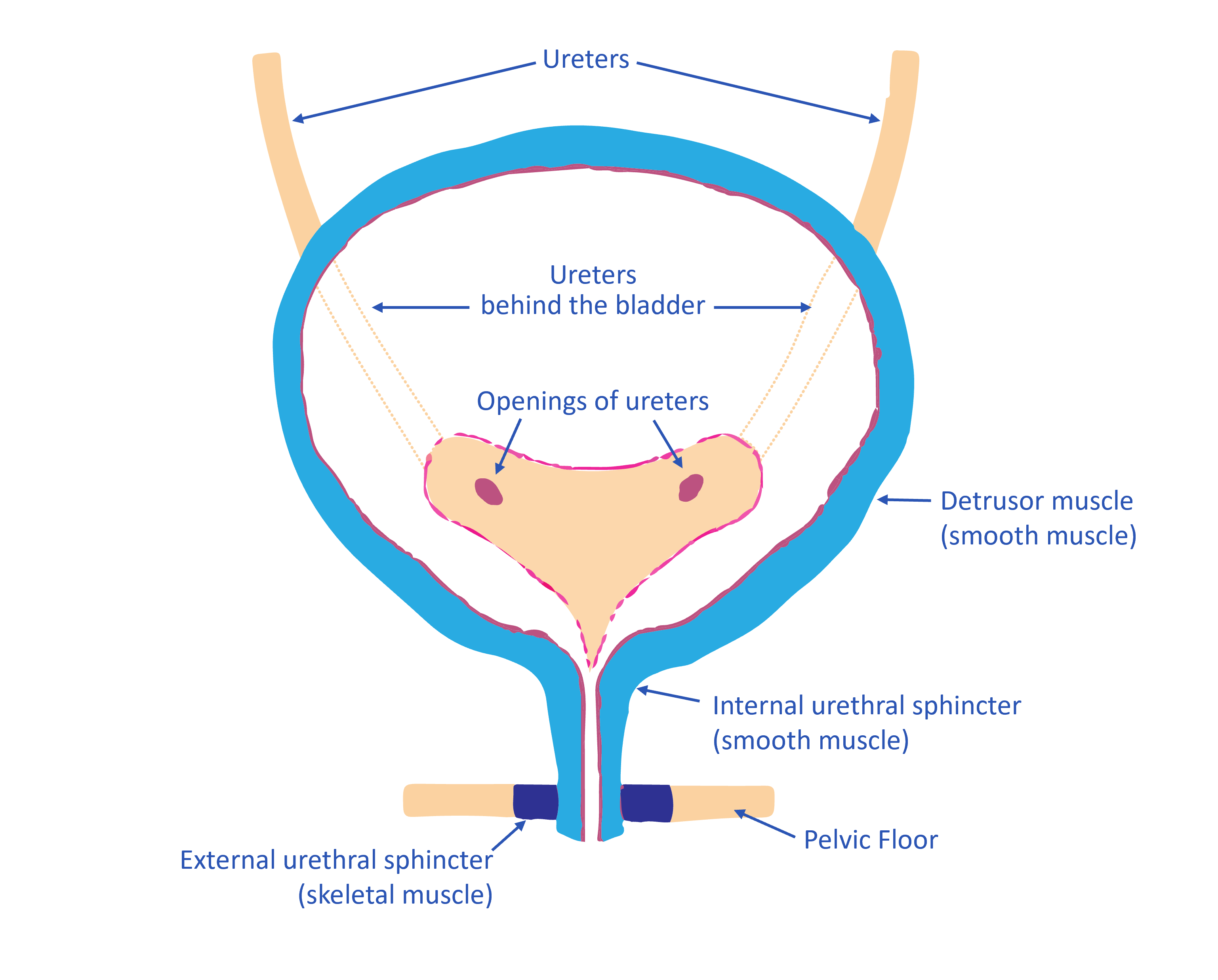 Urinary bladder function - Wellspect