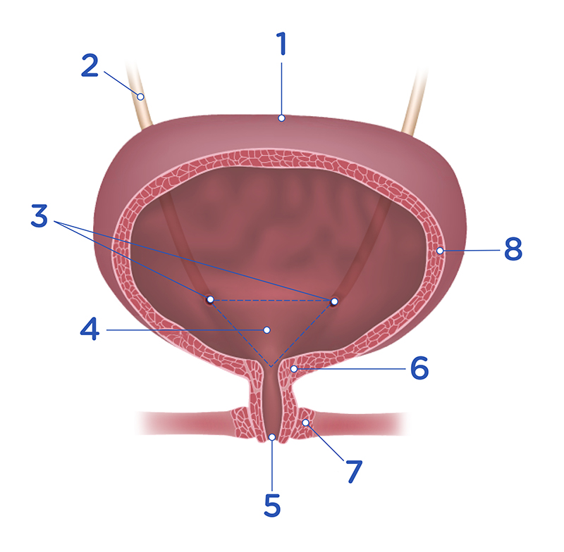 Urinary bladder function - Wellspect